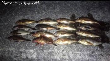 メバル