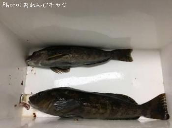 アイナメ