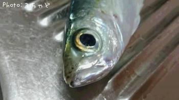 ڥᥢ
