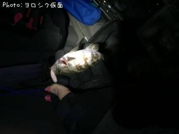 メバル