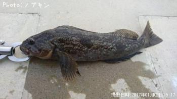 アイナメ