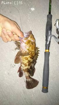 カサゴ、ソイ
