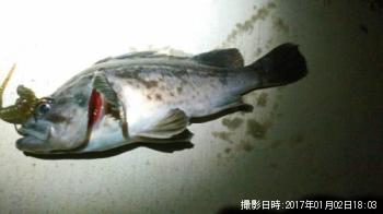 クロソイ
