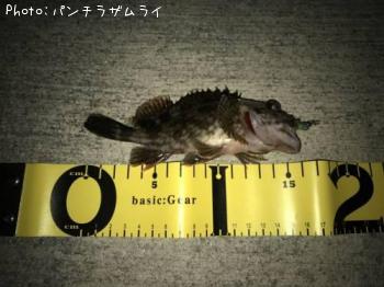 タケノコメバル