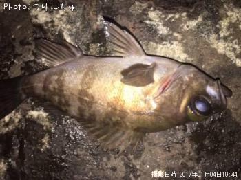 メバル
