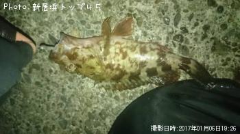 カサゴ