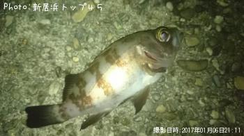 カサゴ