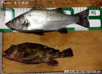 セイゴ、カサゴ