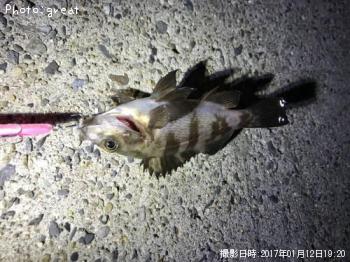 メバル