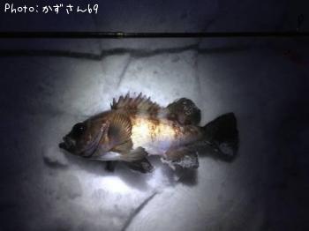 メバル