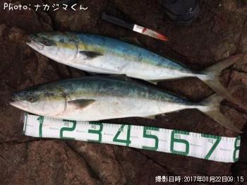 ハマチ