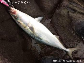 ハマチ