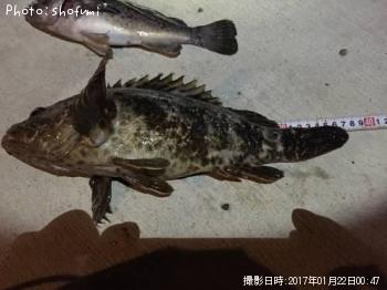 ベッコウゾイ