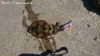 アオリイカ