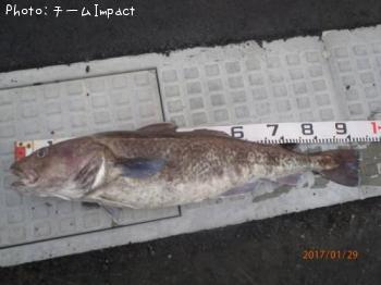 マダラ