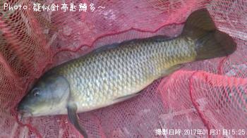 鯉！？