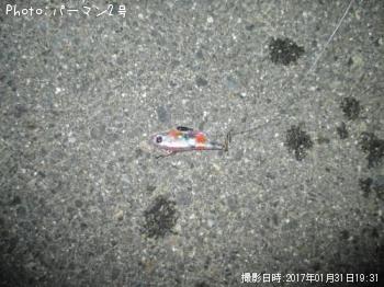 シーバス