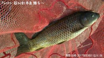 鯉！？
