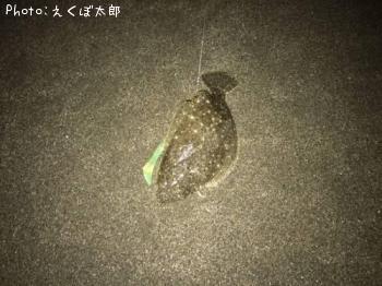 ヒラメ（ソゲ）