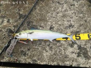 サゴシ