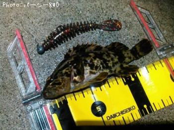 タケノコメバル