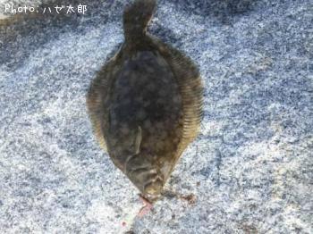 カレイ
