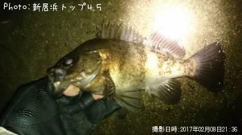 メバル