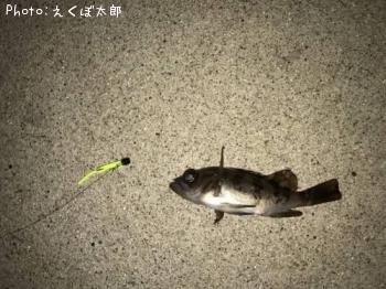 メバル
