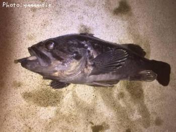 クロソイ