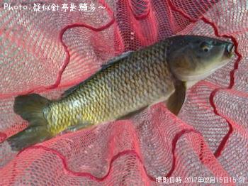鯉！？