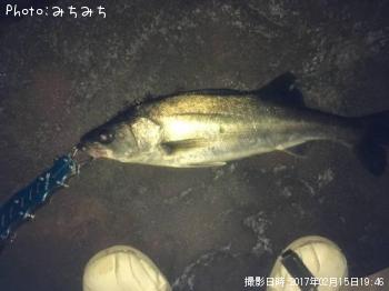 シーバス