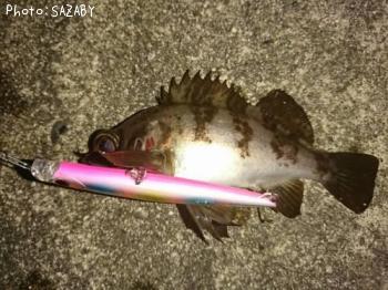 メバル