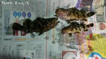 タケノコメバル？