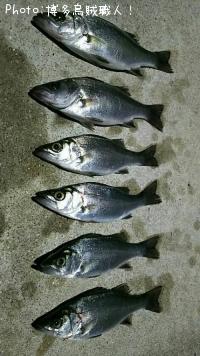 シーバス