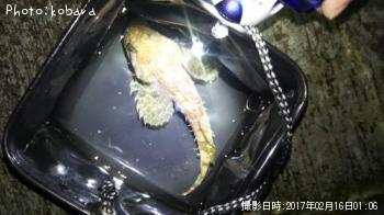 カジカ