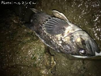 クロソイ
