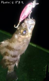 メバル