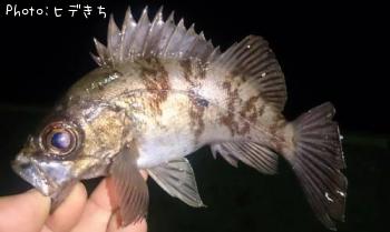メバル