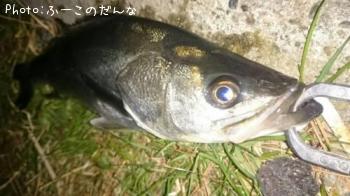 シーバス