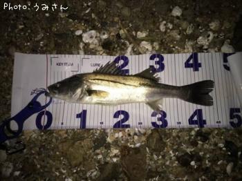 シーバス