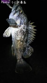 クロソイ