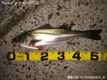 シーバス
