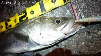 シーバス