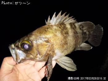 メバル