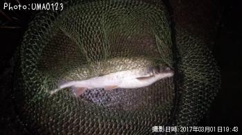 マルタウグイ