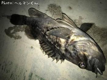 クロソイ