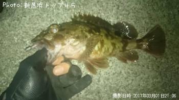 カサゴ