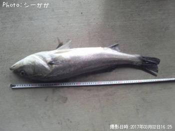 シーバス