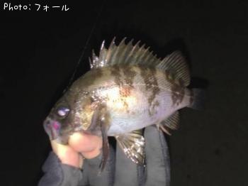 メバル