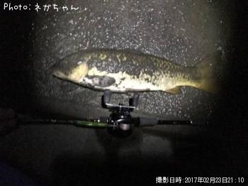 コイ